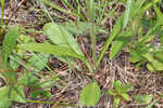 Variableleaf sunflower